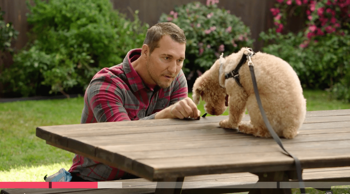 Brandon McMillan training a dog