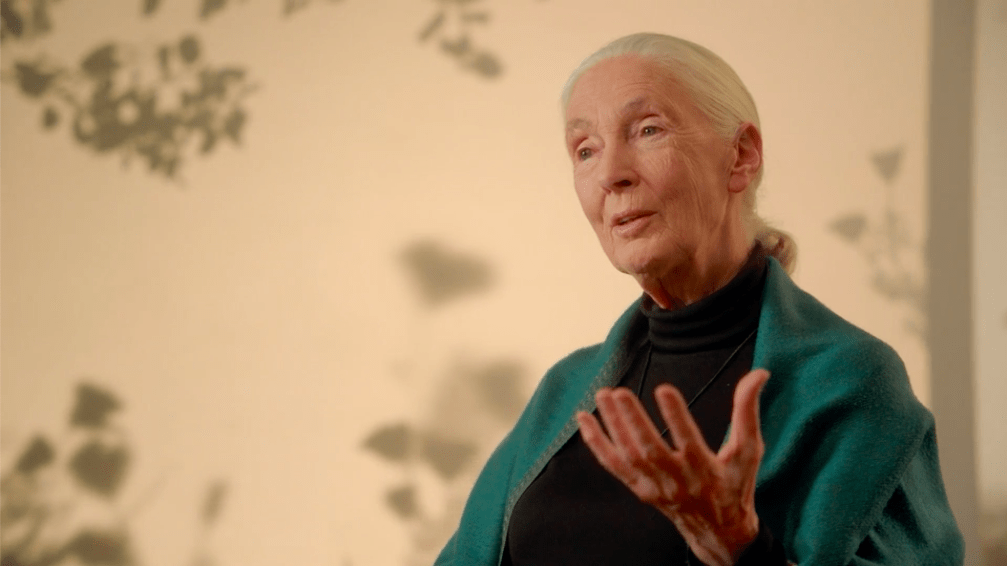 Image of Jane Goodall delivering her MasterClass