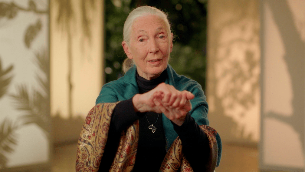  Image of Jane Goodall showing how David Greybeard squeezed her hand to offer reassurance