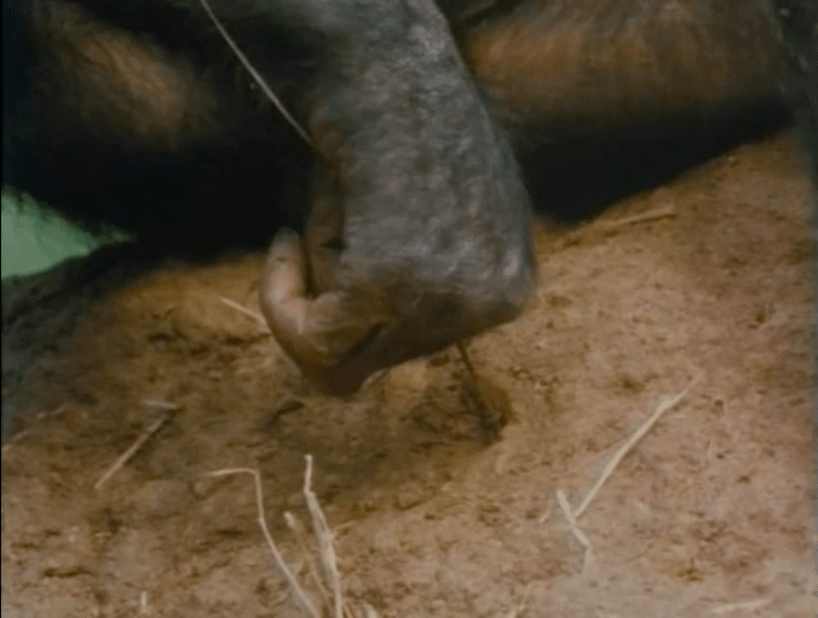 Image of a chimpanzee using a twig to get termites out of the ground