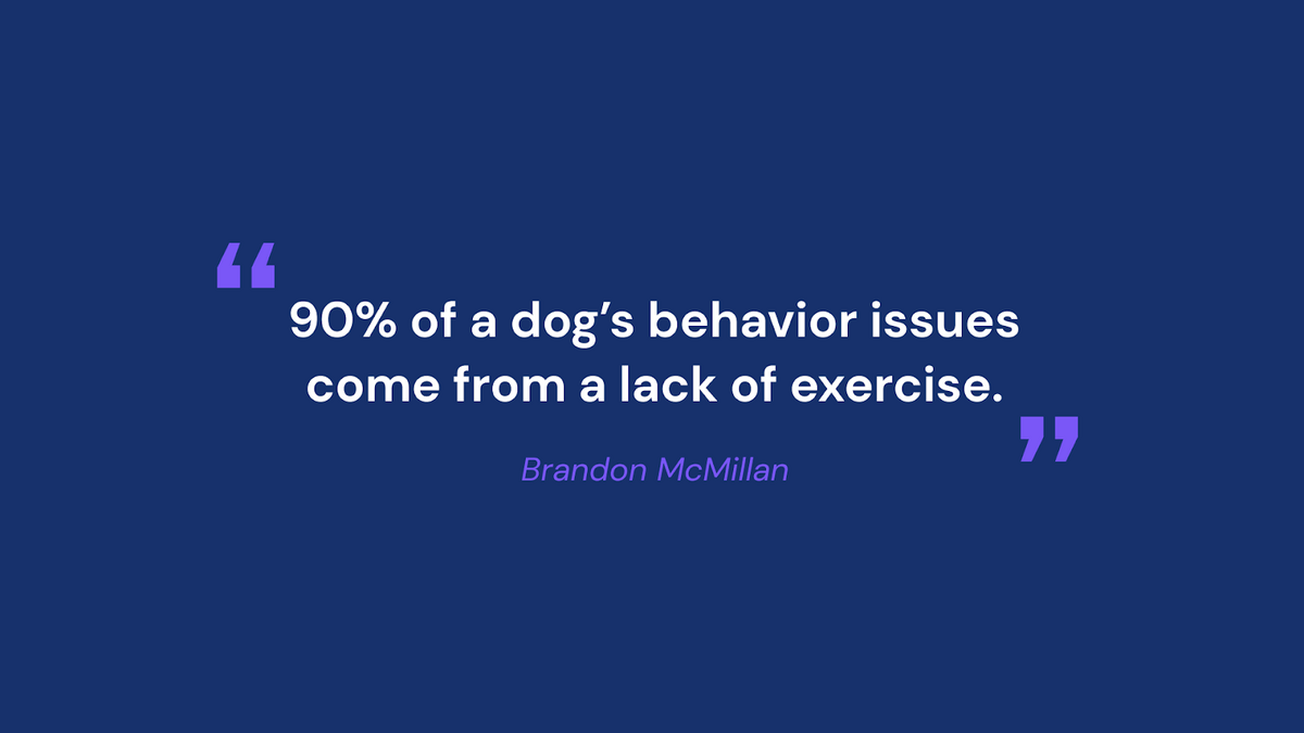 Brandon Mcmillan quote about exercise and dog behavior